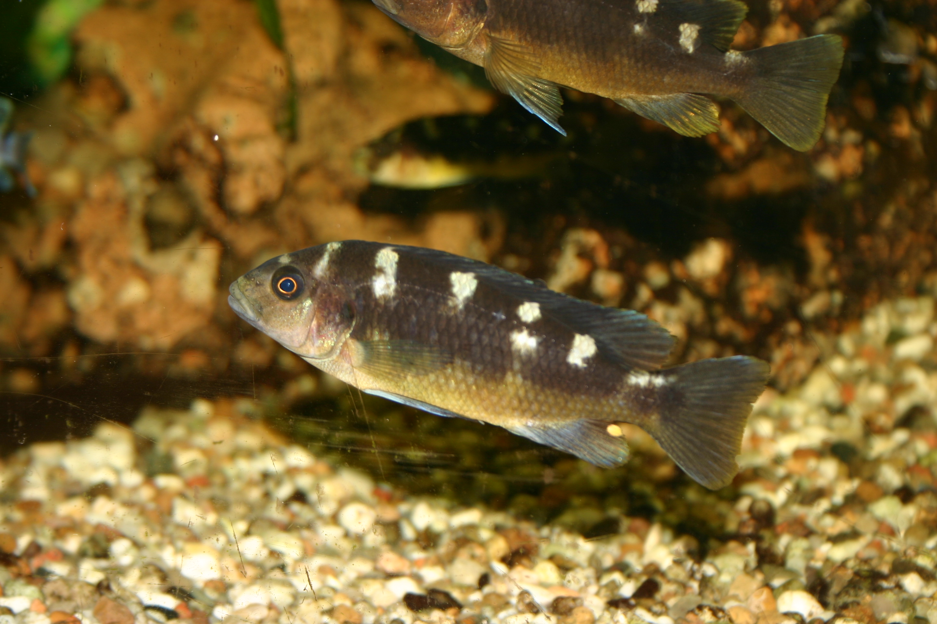 Malawis in Berlin Pseudotropheus / Maylandia / Metriaclima